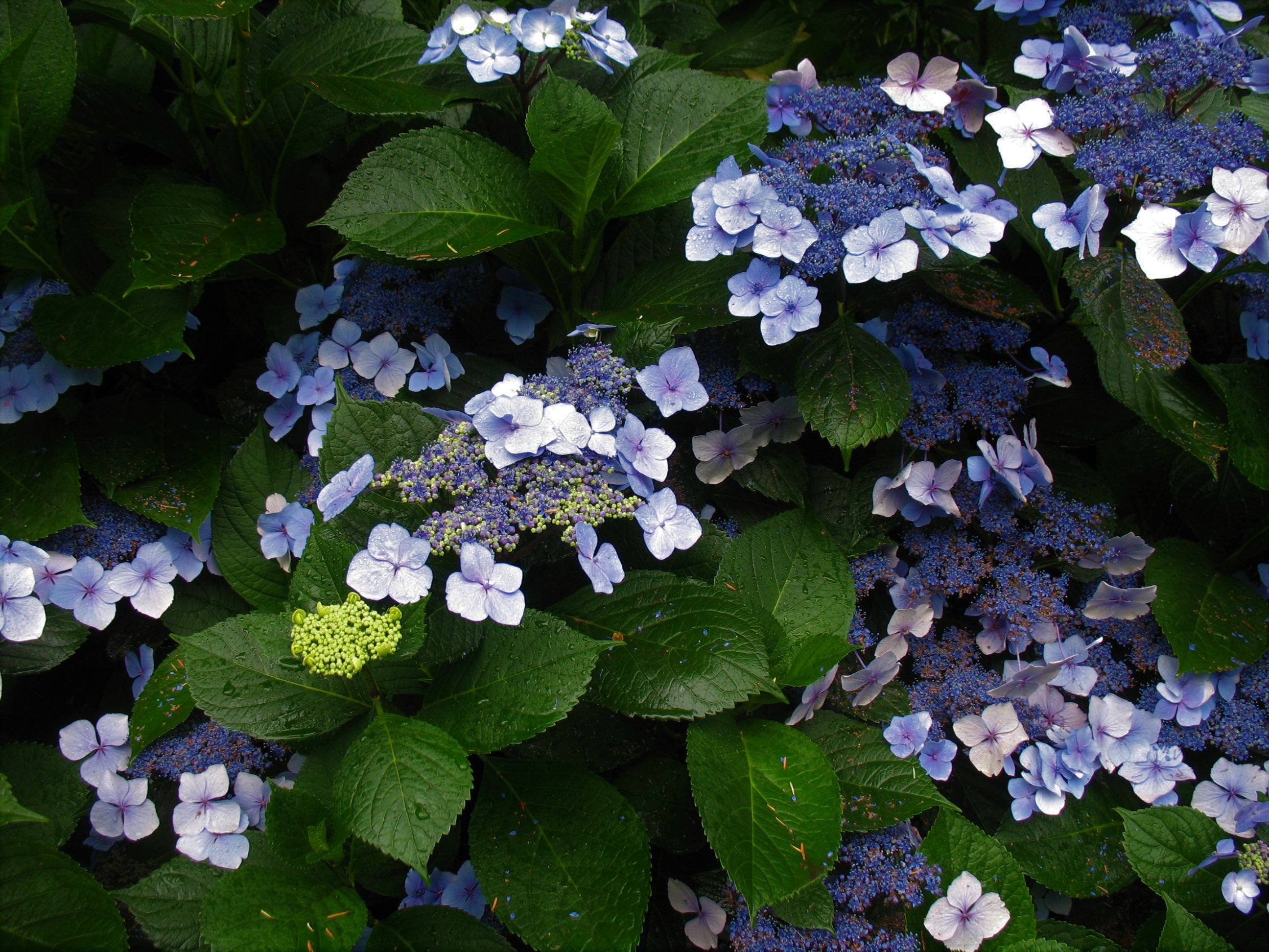 Hydrangea macrophylla 'Mariesii Perfecta'